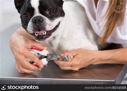 French Bulldog in the canine hairdresser cutting his nails