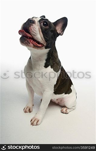 French Bulldog on white background