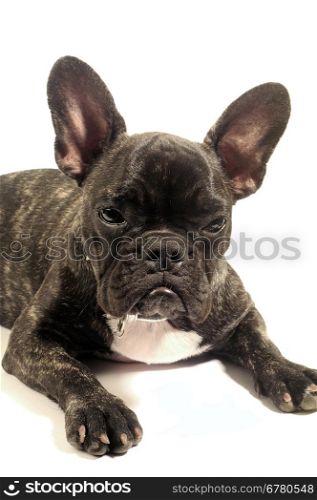 French bulldog on white background in studio