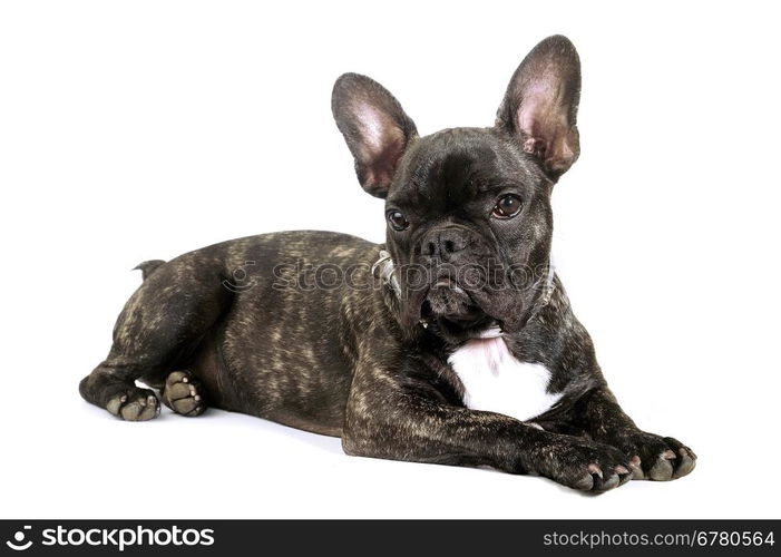 French bulldog on white background in studio