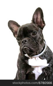 French bulldog on white background in studio