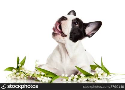 French bulldog portrait on a white background.