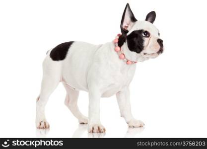 French bulldog puppy.