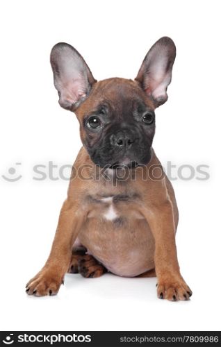 French Bulldog puppy. French Bulldog puppy(18 weeks) in front of a white background