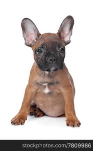 French Bulldog puppy. French Bulldog puppy(18 weeks) in front of a white background