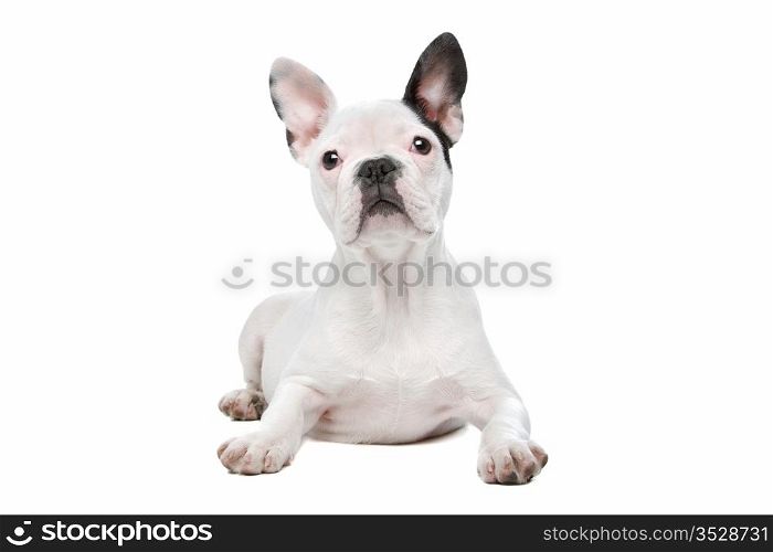 French Bulldog puppy. French Bulldog puppy in front of a white background