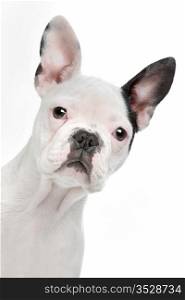 French Bulldog puppy. French Bulldog puppy in front of a white background
