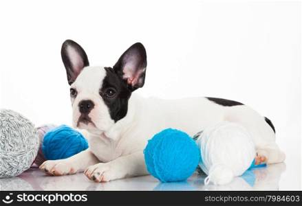 French bulldog puppy on white background.