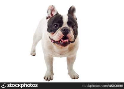 French Bulldog puppy posing isolated over a white background
