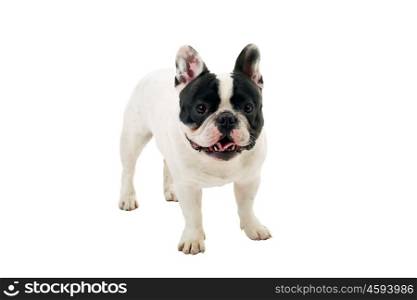 French Bulldog puppy posing isolated over a white background