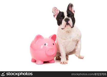 French Bulldog puppy saving money for vacations