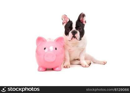 French Bulldog puppy saving money for vacations