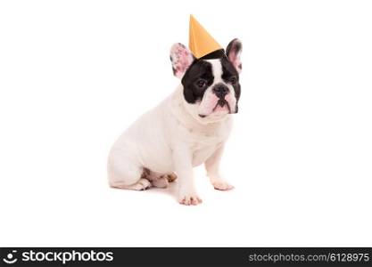French Bulldog puppy wearing a festive hat, isolated over a white background