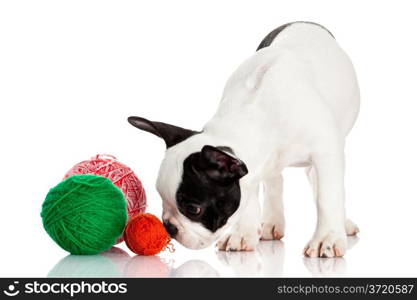 French Bulldog puppy with a wool balls isolated on white background.