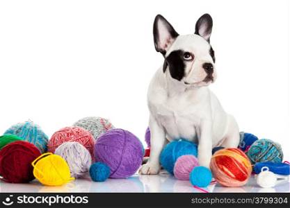 French Bulldog puppy with a wool balls isolated on white background.