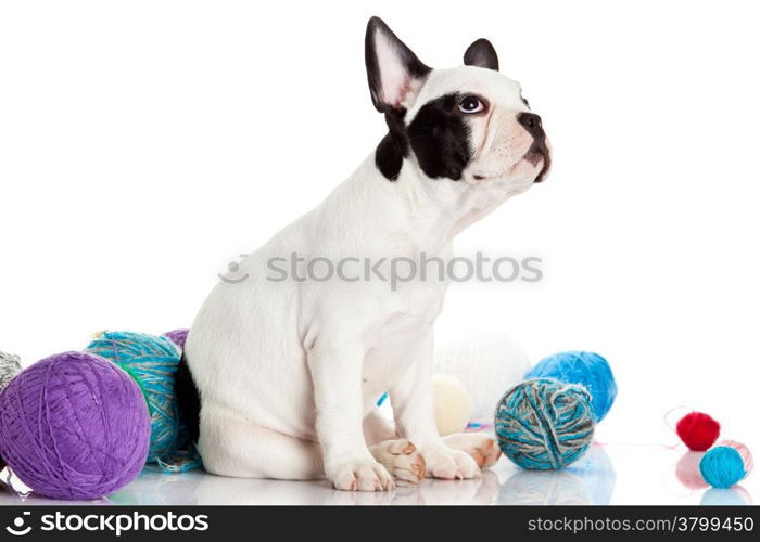 French Bulldog puppy with a wool balls isolated on white background.