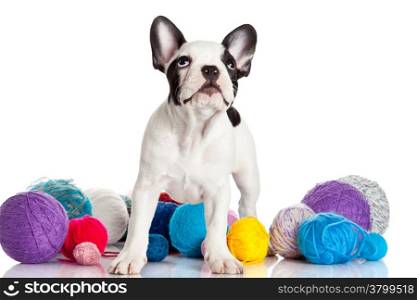 French Bulldog puppy with a wool balls isolated on white background.