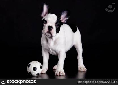 French bulldog puppy with ball on black background