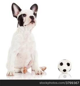 French bulldog puppy with toy ball over white