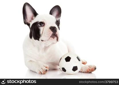 French bulldog puppy with toy ball over white