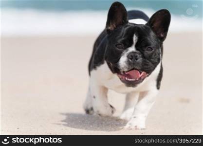 French bulldog running on the beach