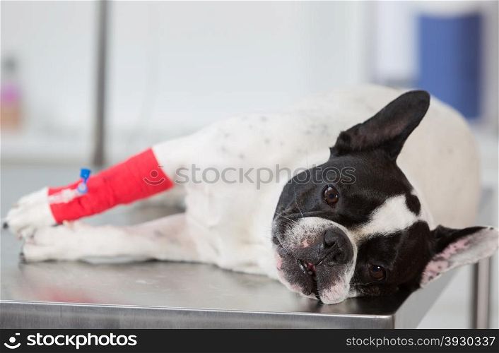 French Bulldog sick on a stretcher in a clinic with commissioning via