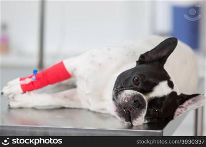 French Bulldog sick on a stretcher in a clinic with commissioning via