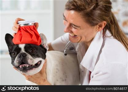French Bulldog with a cold and a veterinary placing a bag of cold water on the head