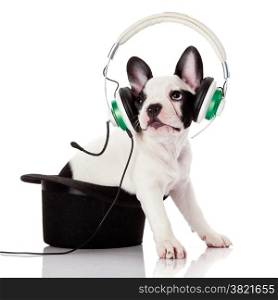 french bulldog with headphone isolated on white background