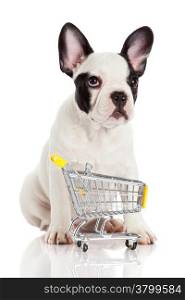 French Bulldog with shopping cart isolated on white. Funny little dog.
