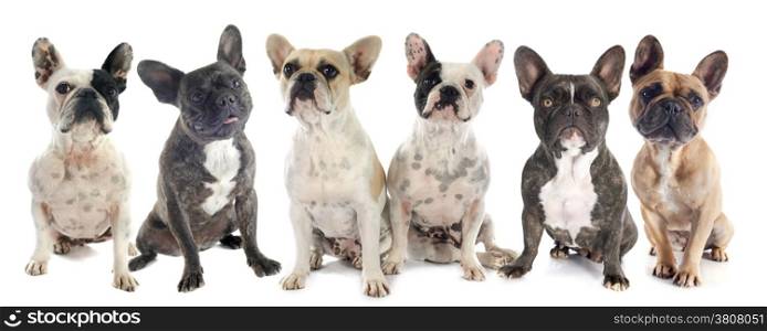 french bulldogs in front of white background