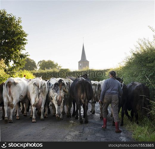 french cows on road in the north during transfer from one meadow to another through village