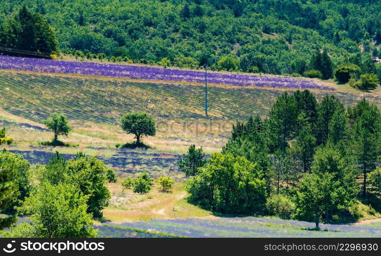 French landscape with blooming lavender fields. Aurel commune, Sault region, Provence in France.. Provence landscape with lavender fields, France