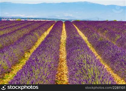 French landscape with blooming lavender fields. Flowering season. Attraction trip for french vacation.. Provence landscape with lavender fields, France
