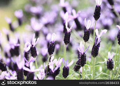 French lavender