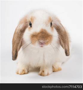 French Lop rabbit brown ear black eye, 2 months old, sitting in front of isolated on white background