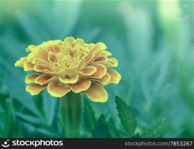 French marigold flower in soft background
