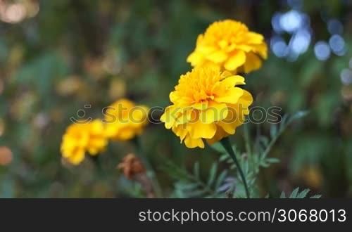 French marigold flowers in the meadow