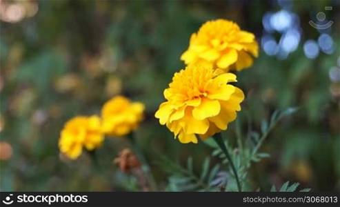 French marigold flowers in the meadow