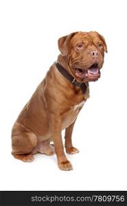 French mastiff. French mastiff in front of a white background