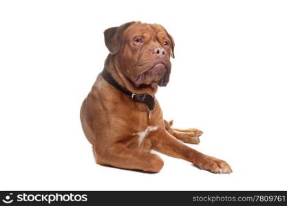 French mastiff. French mastiff in front of a white background