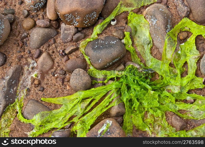 Fresh algae. fresh and green algae on a beach