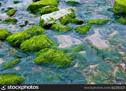 Fresh algae. fresh and green algae on a beach