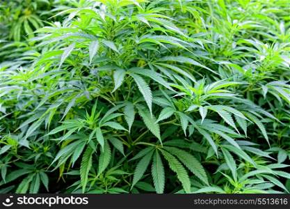 Fresh and Green Cannabis plants. Marijuana plant grow