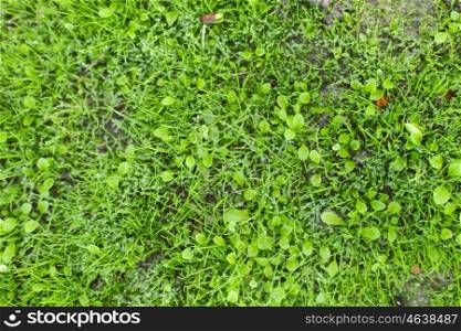 Fresh and green grass for use as wallpaper