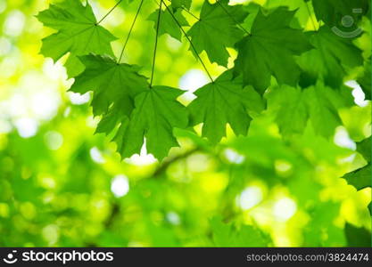 fresh and green leaves