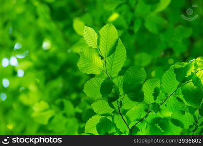 fresh and green leaves