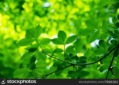 fresh and green leaves