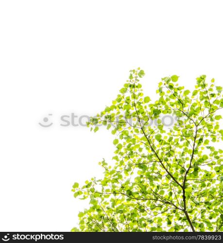 fresh and green leaves on white background