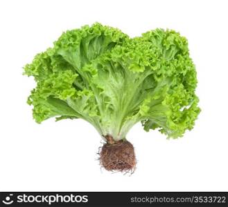 fresh and green lettuce isolated on white background